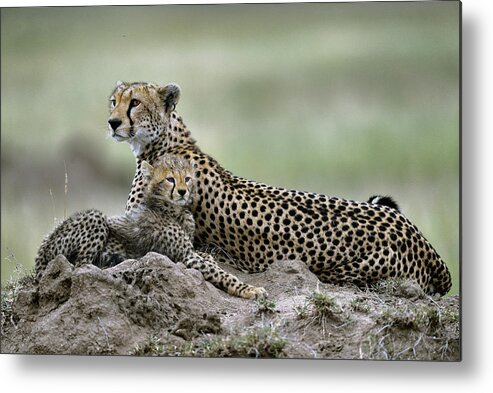 Serengeti Metal Print featuring the photograph Cheetah #2 by Giuseppe Damico
