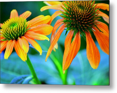 Flowers Metal Print featuring the photograph Echinacea #3 by Bonnie Bruno