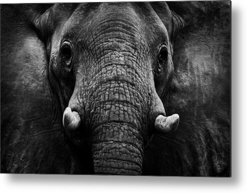 Elephant Metal Print featuring the photograph Elephant #2 by Wildphotoart