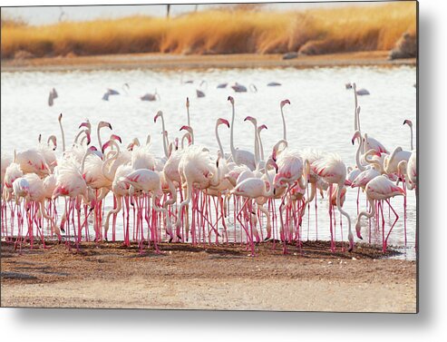 Kenya Metal Print featuring the photograph Flamingos Near Bogoria Lake, Kenya #2 by Ivanmateev