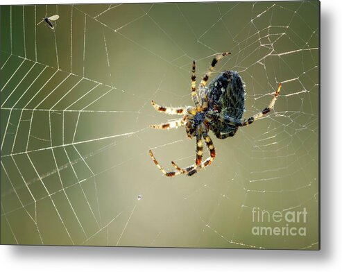 Arachnid Metal Print featuring the photograph Garden Spider #2 by Heath Mcdonald/science Photo Library
