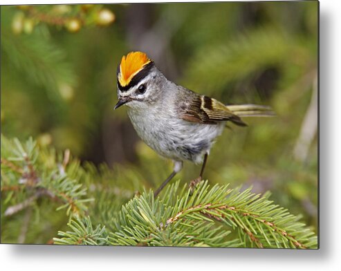 America Metal Print featuring the photograph Golden-crowned Kinglet #2 by James Zipp