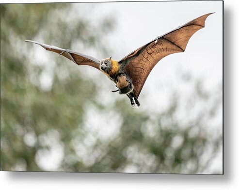Animal Metal Print featuring the photograph Grey-headed Flying-fox Female, In Flight Carrying Her #2 by Doug Gimesy / Naturepl.com