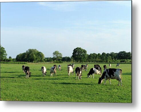 Scenics Metal Print featuring the photograph Group Of Holstein Cows In A Meadow #2 by Vliet