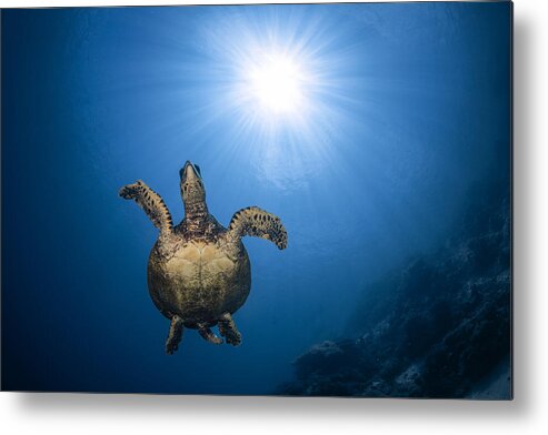 Eretmochelys Metal Print featuring the photograph Hawksbill Sea Turtle #2 by Barathieu Gabriel