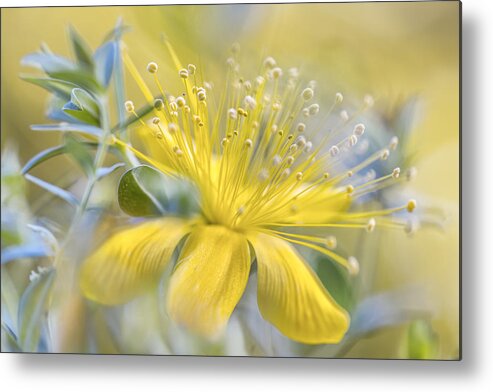 Hypericum Metal Print featuring the photograph Hypericum #2 by Mandy Disher