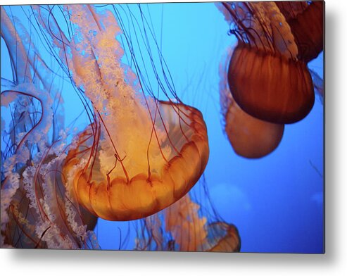 Ip_71336233 Metal Print featuring the photograph Jellyfish At The Monterey Bay Aquarium In Monterey, California, Usa. #2 by Julia Franklin Briggs