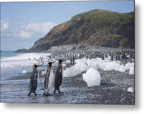 Toughness Metal Print featuring the photograph King Penguins Aptenodytes Patagonicus #2 by Paul Souders