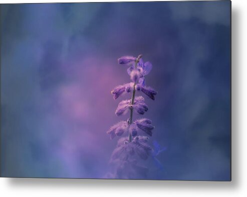 Flower Metal Print featuring the photograph Morning Light by Allin Sorenson