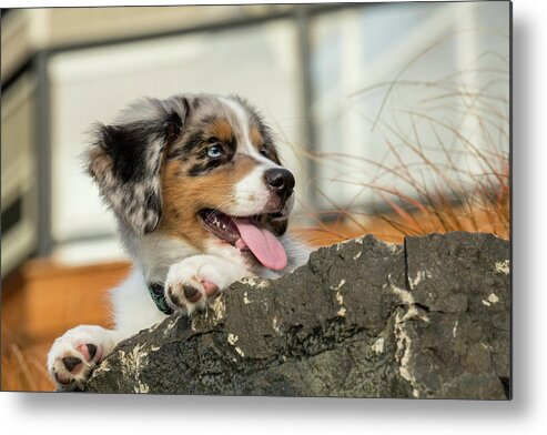 Agua Metal Print featuring the photograph North Bend, Wa Ten Week Old Bernese #2 by Janet Horton