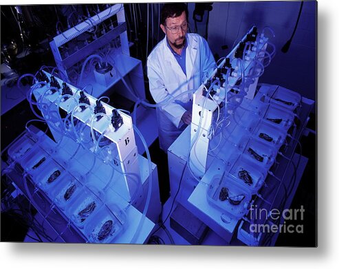 Research Metal Print featuring the photograph Oyster Toxicity Research #2 by Pascal Goetgheluck/science Photo Library
