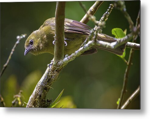 Colombia Metal Print featuring the photograph Palm Tanager San Jorge Ibague Colombia #2 by Adam Rainoff