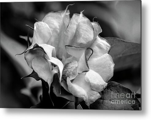 Brugmansia Metal Print featuring the photograph Purple Trumpet Flower by Raul Rodriguez