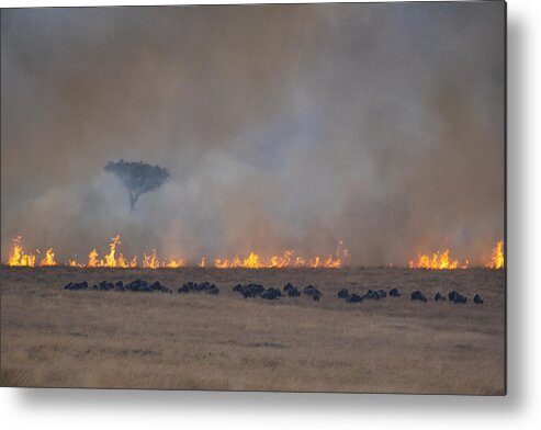 Africa Metal Print featuring the photograph Savannah Burning #2 by Roberto Marchegiani