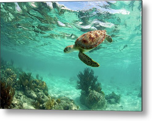Underwater Metal Print featuring the photograph Sea Turtle #2 by M.m. Sweet