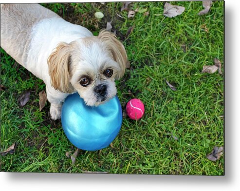 Estock Metal Print featuring the digital art Shih Tzu Dog Playing On The Grass #2 by Lumiere