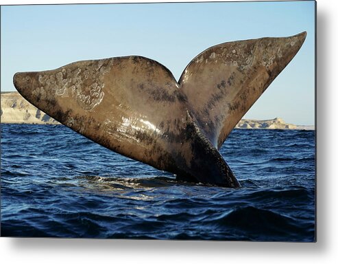 00586999 Metal Print featuring the photograph Southern Right Whale Sailing #2 by Hiroya Minakuchi