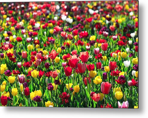 Landscape Metal Print featuring the photograph Tulips Flowers Field In Spring #2 by Ivan Kmit