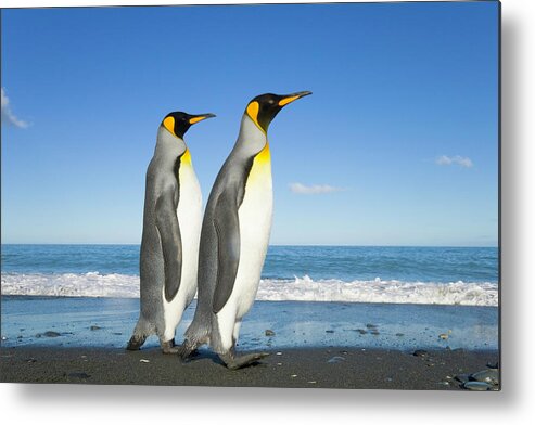 Gold Harbor Metal Print featuring the photograph Two King Penguins Aptenodytes #2 by Eastcott Momatiuk