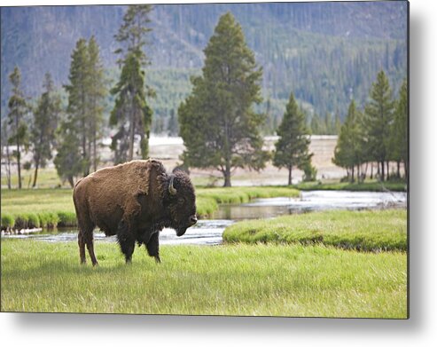 Animal Themes Metal Print featuring the photograph Usa, Wyoming, Yellowstone National #2 by Karl Weatherly