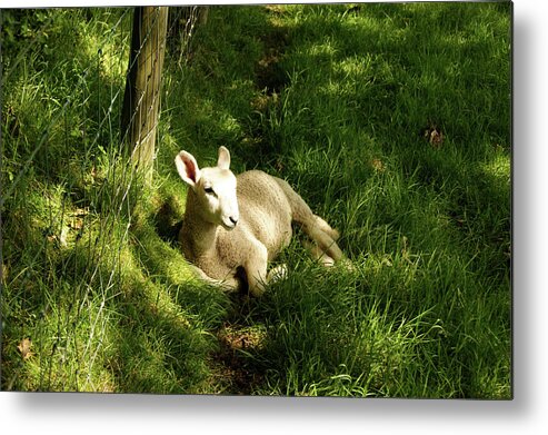 Cumbria Metal Print featuring the photograph 20/06/14 KESWICK. Lamb In The Woods. by Lachlan Main