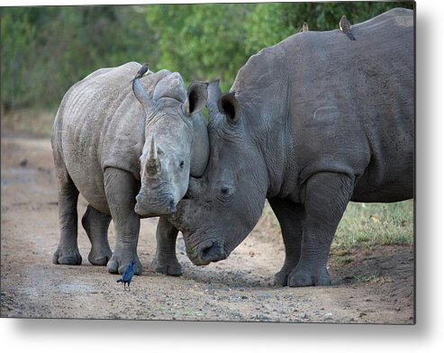 Africa Metal Print featuring the photograph White Rhinoceros Or Square-lipped #22 by Roger De La Harpe