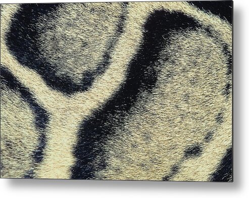 Animal Skin Metal Print featuring the photograph 23899720 by Jupiterimages