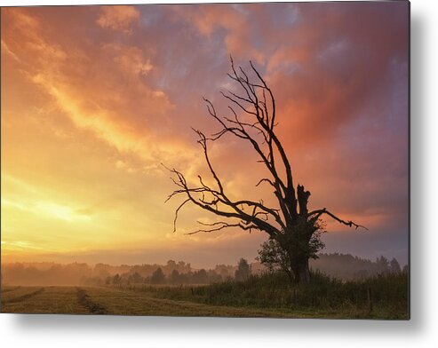 Dead Tree Metal Print featuring the photograph #29 by Tomasz Rojek
