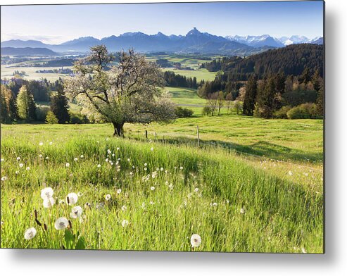 Scenics Metal Print featuring the photograph Blooming Apple Tree In A Meadow #3 by Ingmar Wesemann