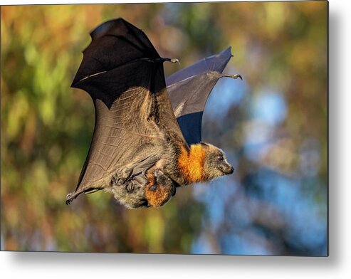 Animal Metal Print featuring the photograph Grey-headed Flying-fox Female, In Flight Carrying Her #3 by Doug Gimesy / Naturepl.com