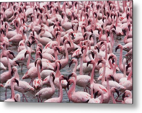 Scenics Metal Print featuring the photograph Lesser Flamingos, Lake Narasha, Kenya #3 by Mint Images/ Art Wolfe