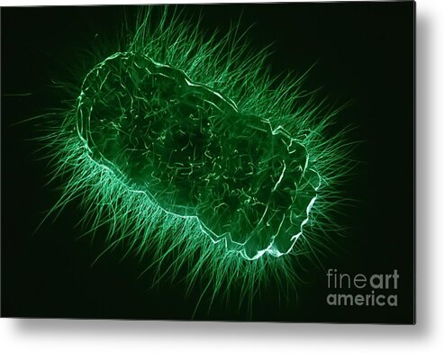 Bacteria Metal Print featuring the photograph Microbe #3 by Giroscience/science Photo Library