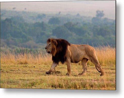 Kenya Metal Print featuring the photograph Prowling Lion #3 by Wldavies