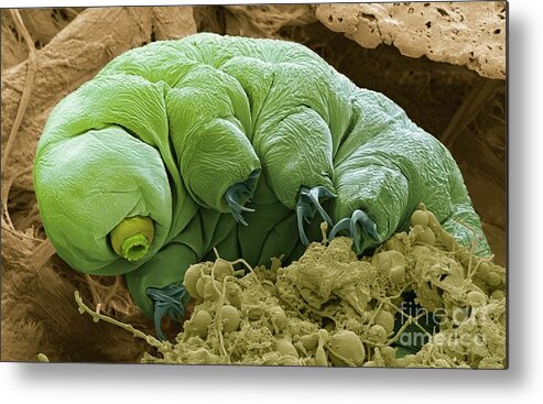 Animal Metal Print featuring the photograph Tardigrade #3 by Steve Gschmeissner/science Photo Library