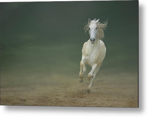 Dust Metal Print featuring the photograph White Horse Galloping #3 by Christiana Stawski