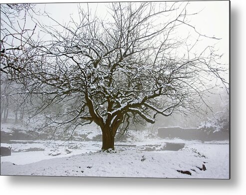 Rivington Metal Print featuring the photograph 30/01/19 RIVINGTON. Japanese Pool. Snow Clad Tree. by Lachlan Main