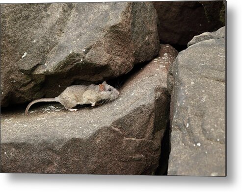 Allegheny Woodrat Metal Print featuring the photograph Allegheny Woodrat In Habitat #4 by David Kenny