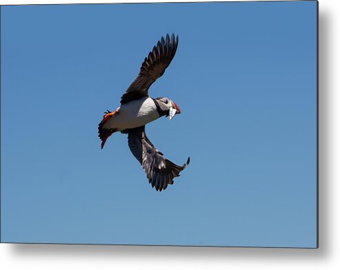 Puffin Metal Print featuring the photograph Atlantic Puffin #4 by Kuni Photography