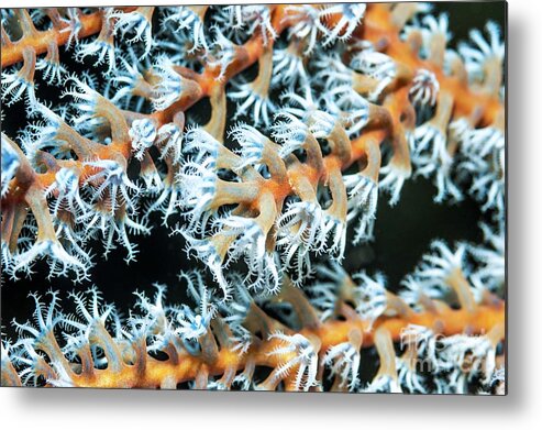 Asian Metal Print featuring the photograph Gorgonian Polyps #4 by Georgette Douwma/science Photo Library