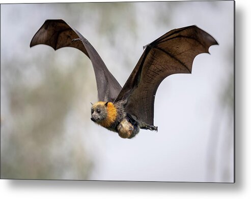 Animal Metal Print featuring the photograph Grey-headed Flying-fox Female, In Flight Carrying Her #4 by Doug Gimesy / Naturepl.com