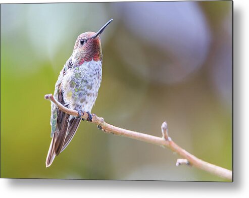 Animal Metal Print featuring the photograph Male Anna's Hummingbird #4 by Briand Sanderson