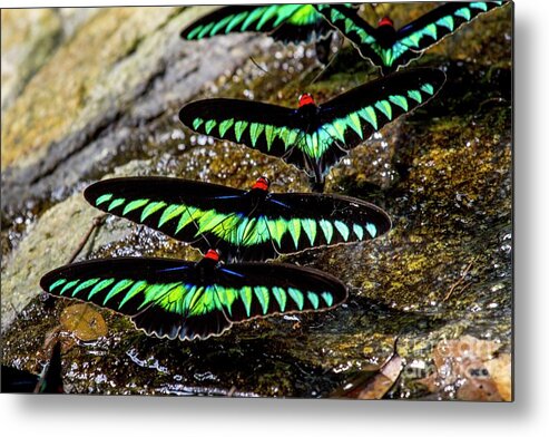 Five Metal Print featuring the photograph Raja Brooke's Birdwing Butterflies #4 by Paul Williams/science Photo Library