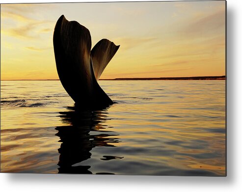 00586953 Metal Print featuring the photograph Right Whale Sailing At Sunset #4 by Hiroya Minakuchi
