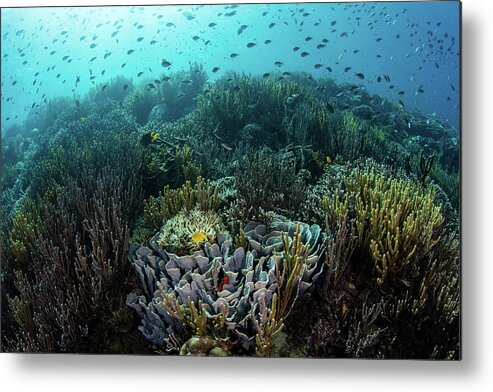 Flores Metal Print featuring the photograph A Beautiful Coral Reef Thrives #47 by Ethan Daniels
