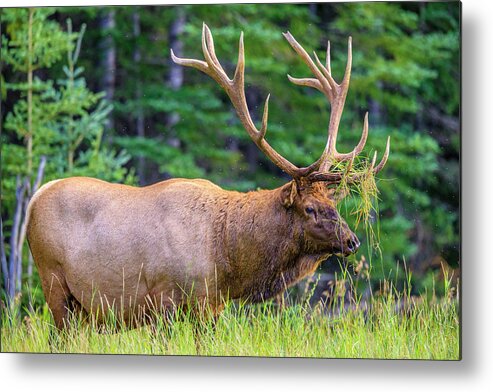 Abstract Metal Print featuring the photograph Bull Elk, Jasper National Park, Canada #5 by Don White