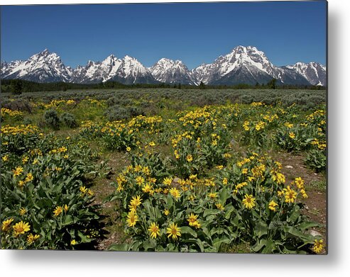 Tranquility Metal Print featuring the photograph Grand Teton Np, Wy #5 by Enrique R. Aguirre Aves
