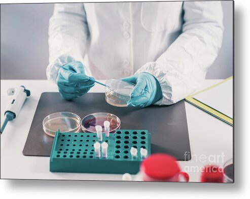 Microbiology Metal Print featuring the photograph Microbiologist Working In Laboratory #5 by Microgen Images/science Photo Library