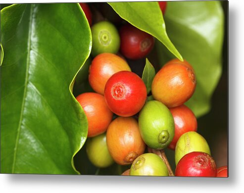 Outdoors Metal Print featuring the photograph Ripe Coffee Cherries #5 by Dustypixel
