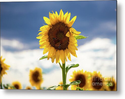 Sunflower Metal Print featuring the photograph Sunflowers #5 by JD Smith