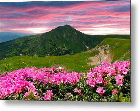 Landscape Metal Print featuring the photograph Rhododendron Flowers Covered Mountains #53 by Ivan Kmit